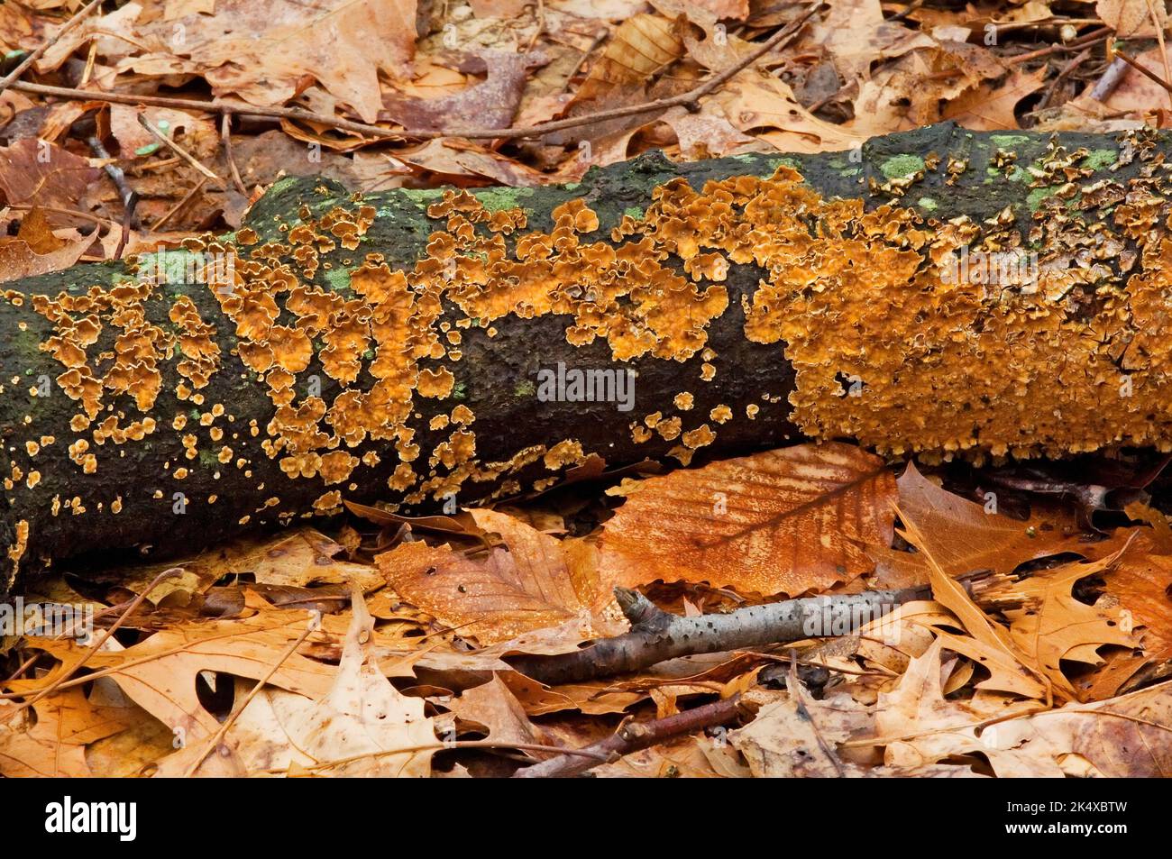 Baumstämme mit Pilzwachstum Stockfoto