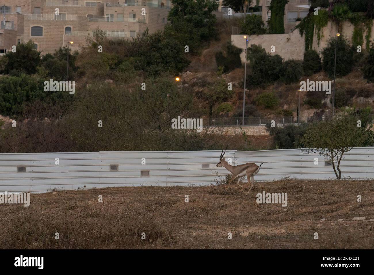 Urbane Natur: Eine männliche Gazelle in einem Tal zwischen den Gebäuden von Jerusalem, Israel. Stockfoto