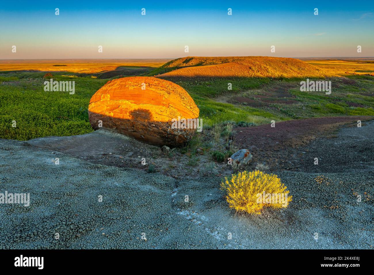 Bei Sonnenaufgang im Red Rock Coulee Natural Area im Süden von Alberta wirft eine Sägeburtpflanze einen Shasow auf eine große Sandsteinbetonung Stockfoto