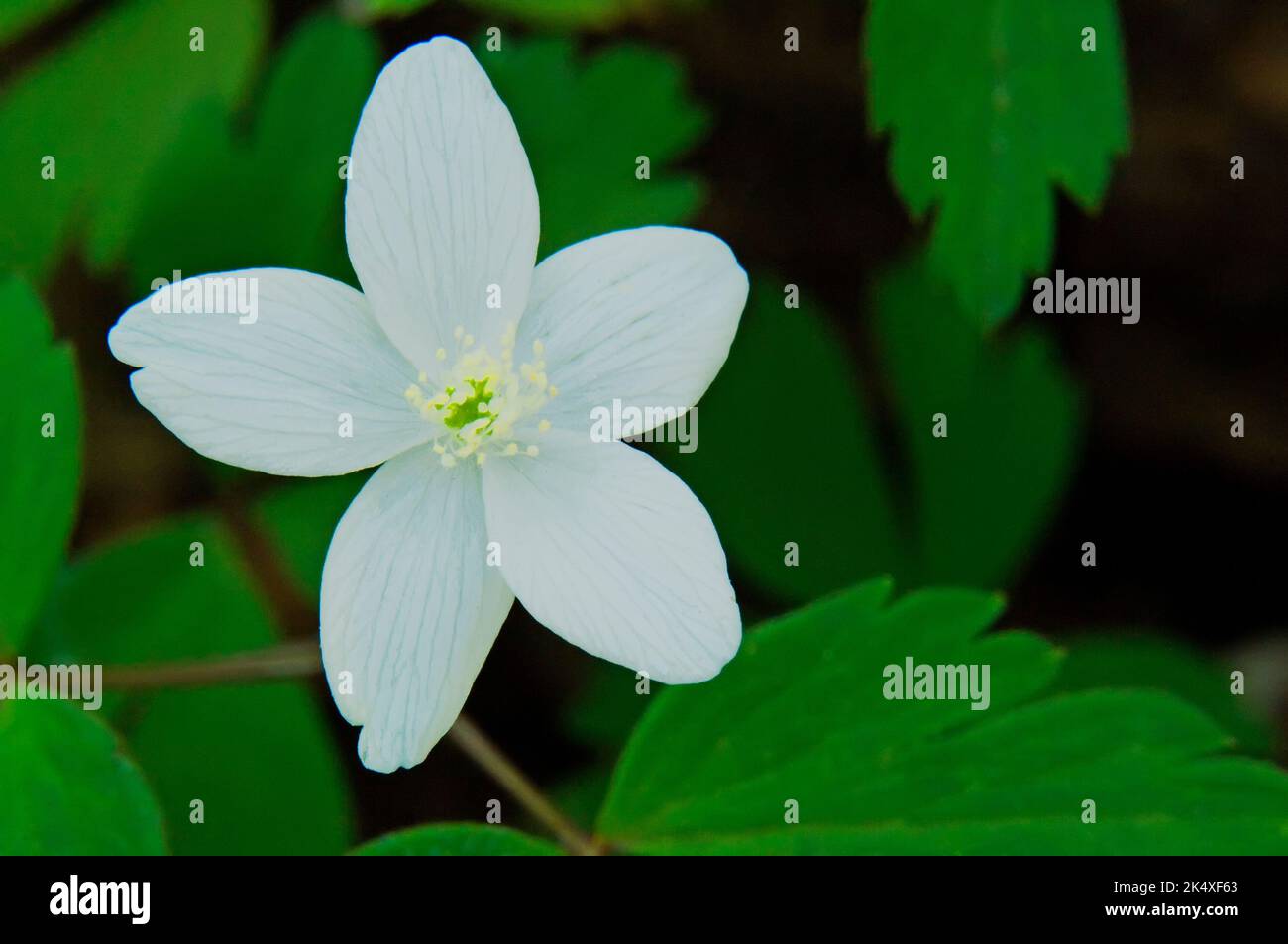 Im frühen Frühjahr blüht die Holzosenke Stockfoto