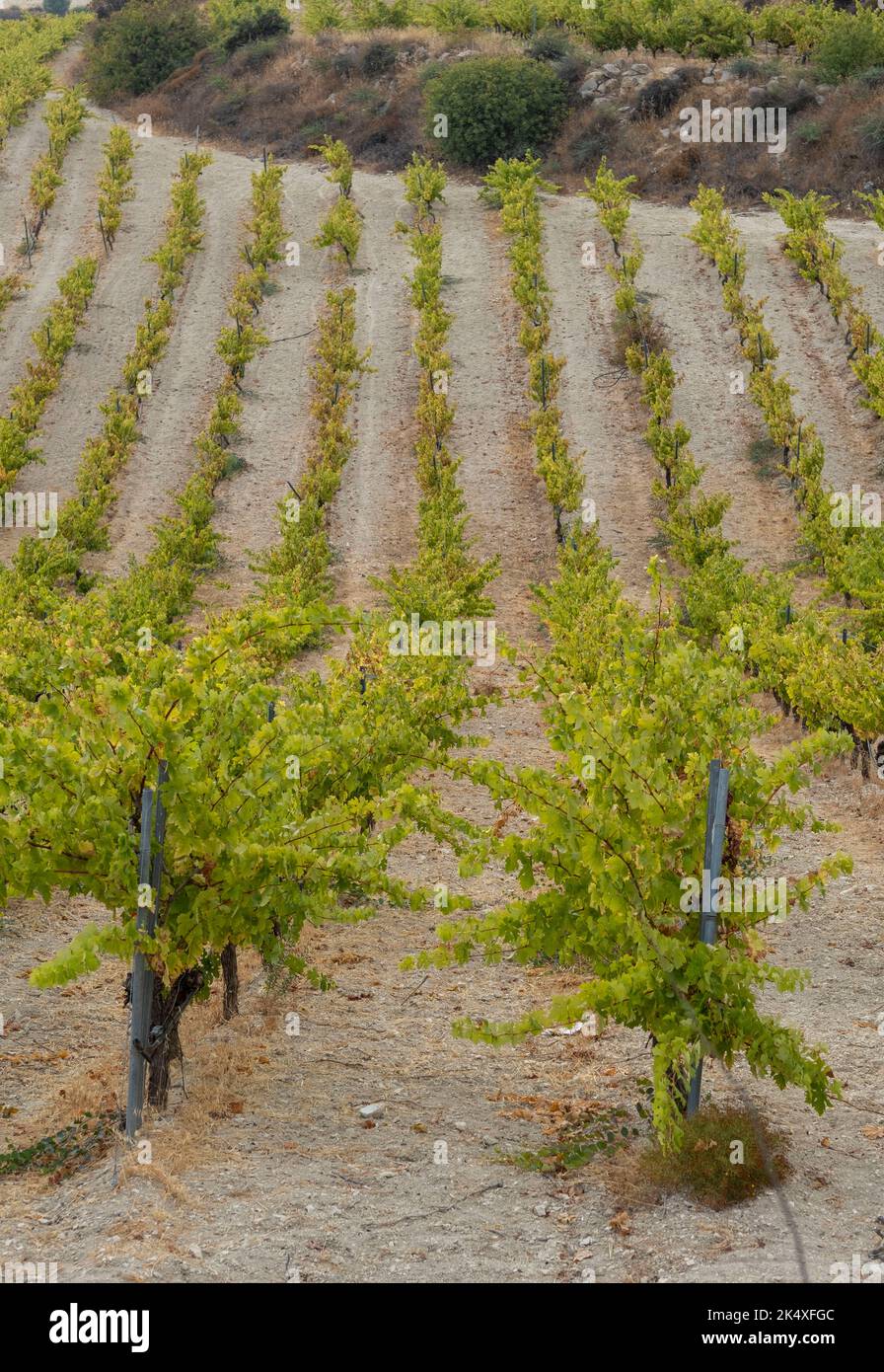 Ein Weinberg in der Weinbauregion in der Nähe von Vasa, Limassol Bezirk, Zypern. Stockfoto