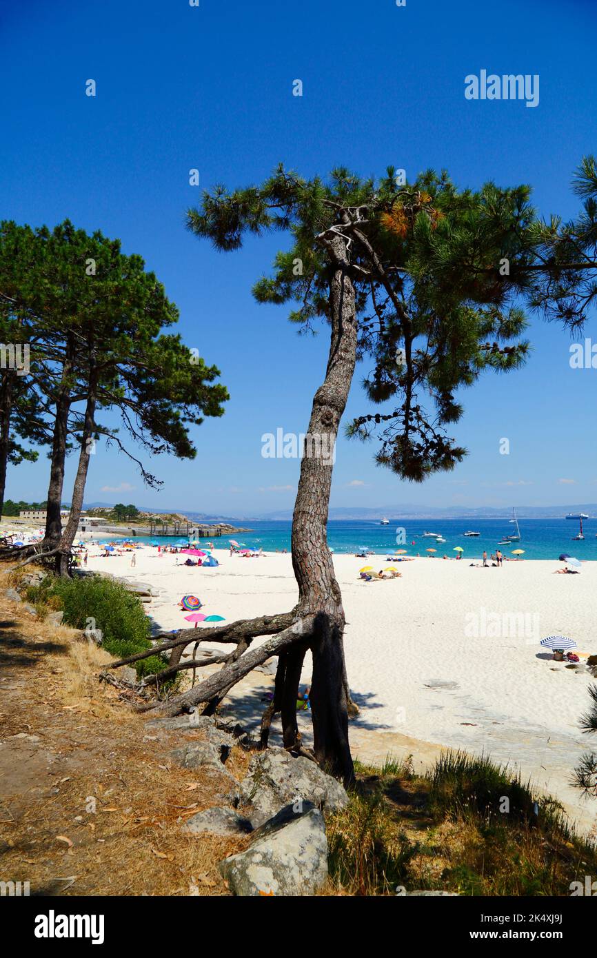 Pinien mit exponierten Wurzeln und Touristen am berühmten Strand Playa de Rodas, Cies-Inseln, Galicien, Spanien. Stockfoto