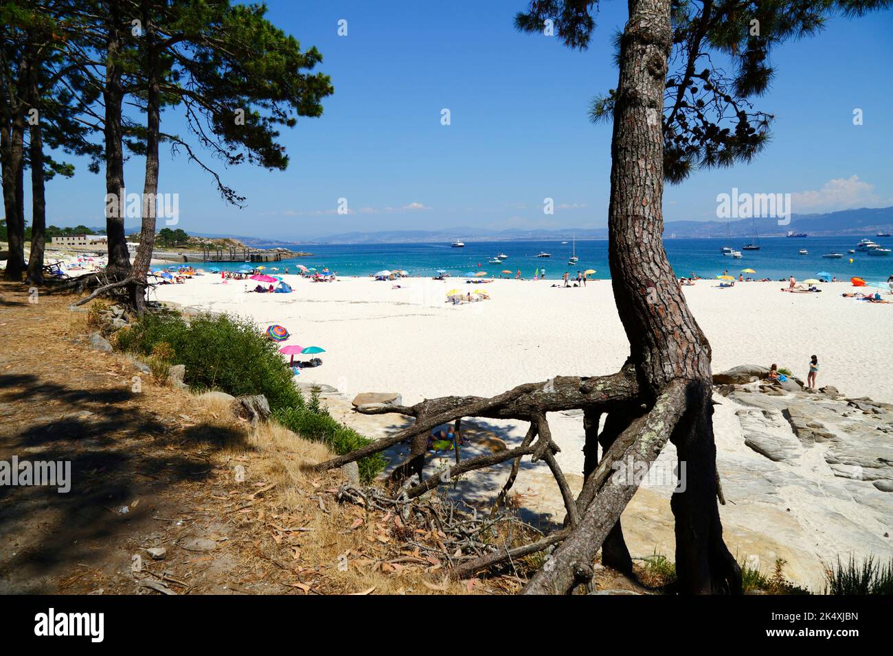 Pinien mit exponierten Wurzeln und Touristen am berühmten Strand Playa de Rodas, Cies-Inseln, Galicien, Spanien. Stockfoto