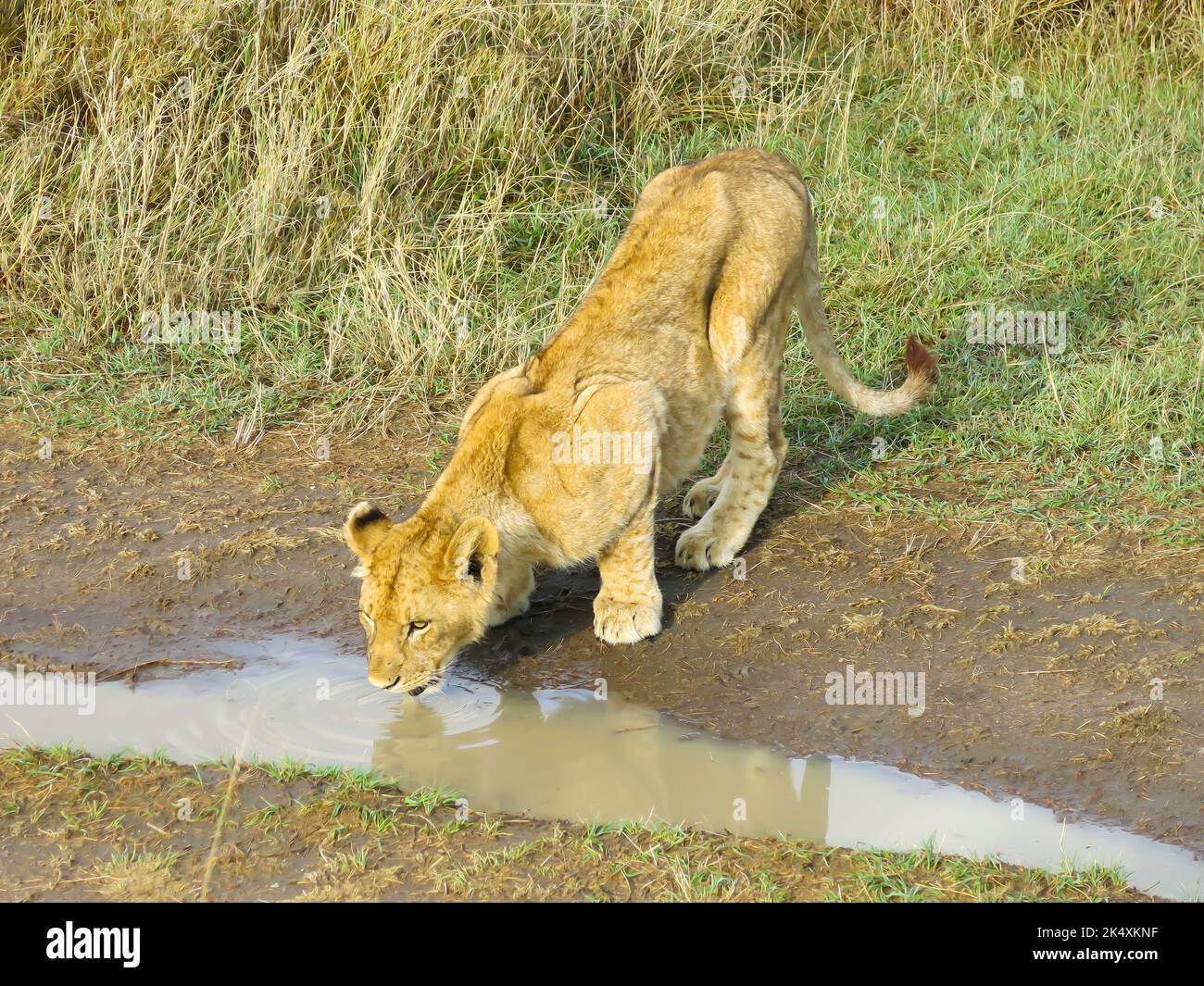 Lion Trinkwasser an der Seite der Straße Stockfoto