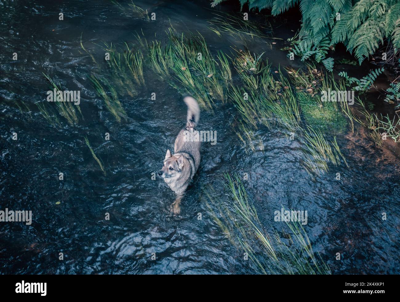 Wolf Hybrid im Fluss im Wasser Stockfoto