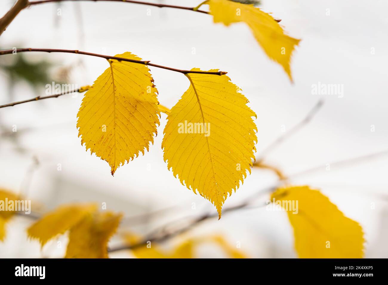 Malerische Baumzweige im Herbst gegen den hellen Himmel, Konzept des Herbstes Stockfoto