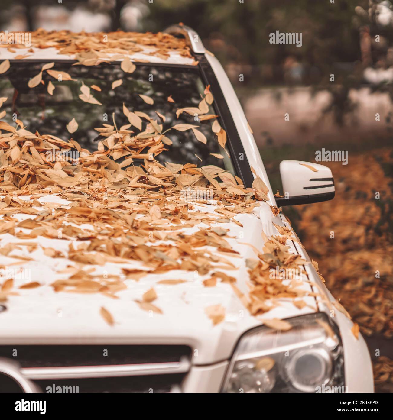 Herbst fallen Blätter liegen auf Stoßstange und Windschutzscheibe des Autos, Blatt fallen Stockfoto