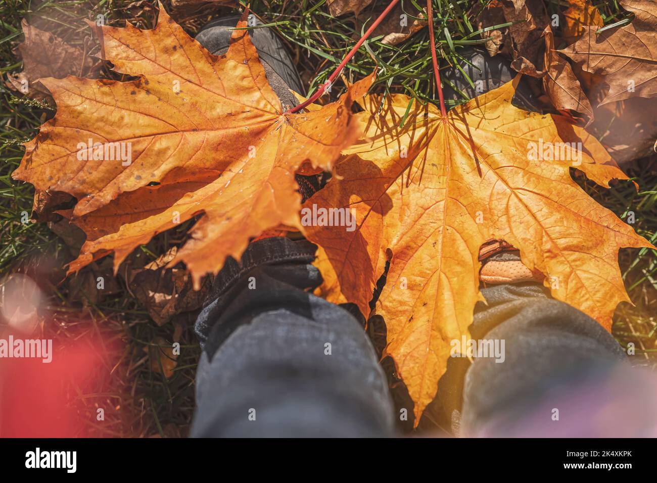 Gefallene Ahornblätter auf Stiefeln, heller Herbsttag, Laubfallkonzept Stockfoto