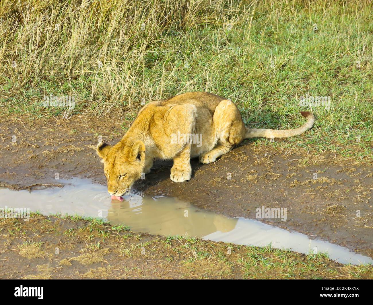 Lion Trinkwasser an der Seite der Straße Stockfoto