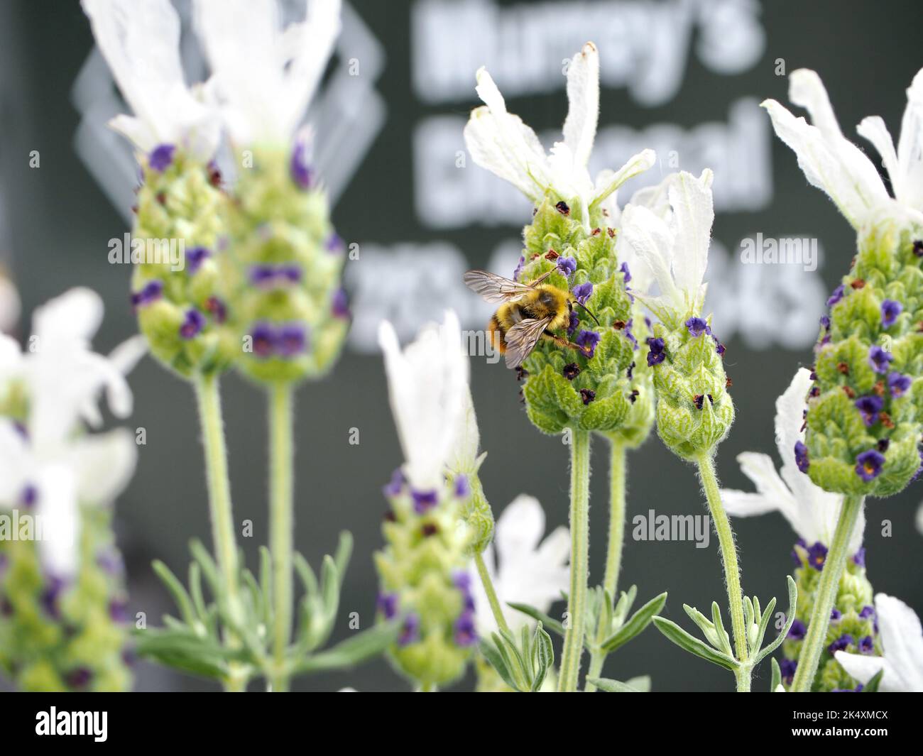 Weißer Lavendel im Garten Stockfoto