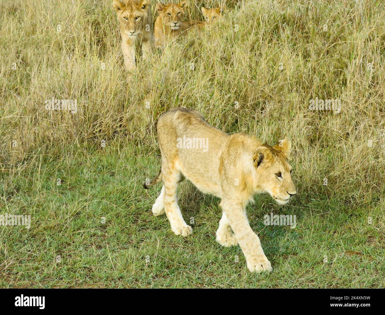 Löwe in Bewegung im Serengeti-Nationalpark Stockfoto