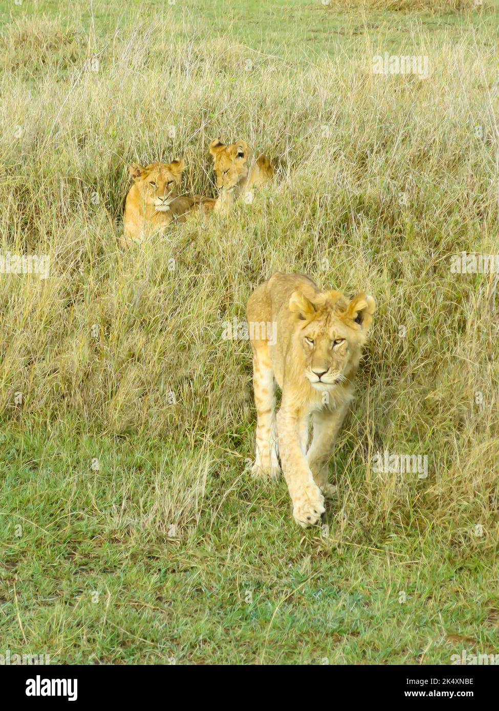 Löwe in Bewegung im Serengeti-Nationalpark Stockfoto
