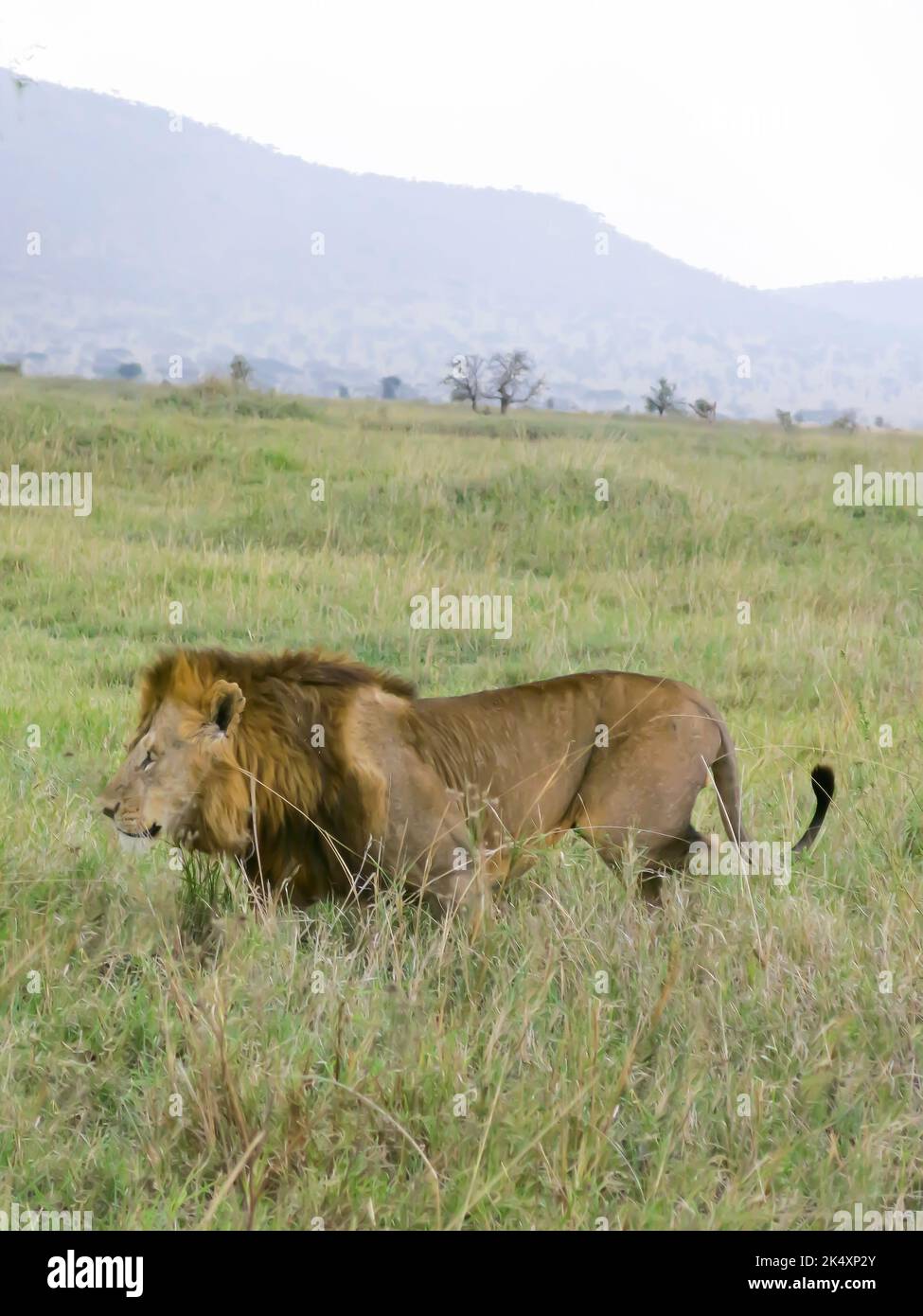 Männlicher Löwe, Der Durch Grassland Läuft Stockfoto