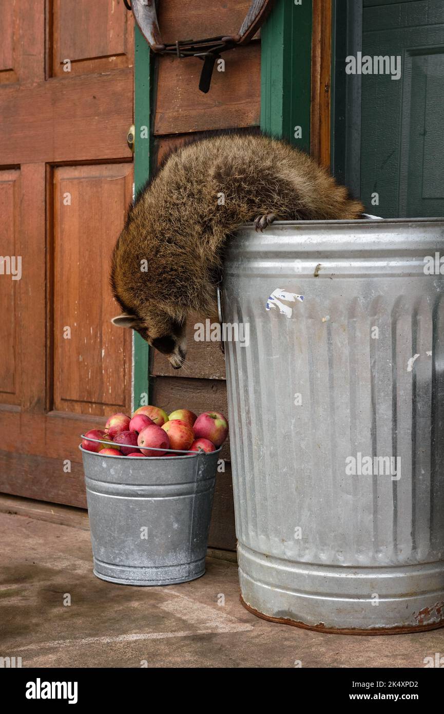 Waschbär (Procyon lotor) lehnt sich über die Abfalleimer zum Eimer mit Äpfeln Herbst - Gefangenes Tier Stockfoto