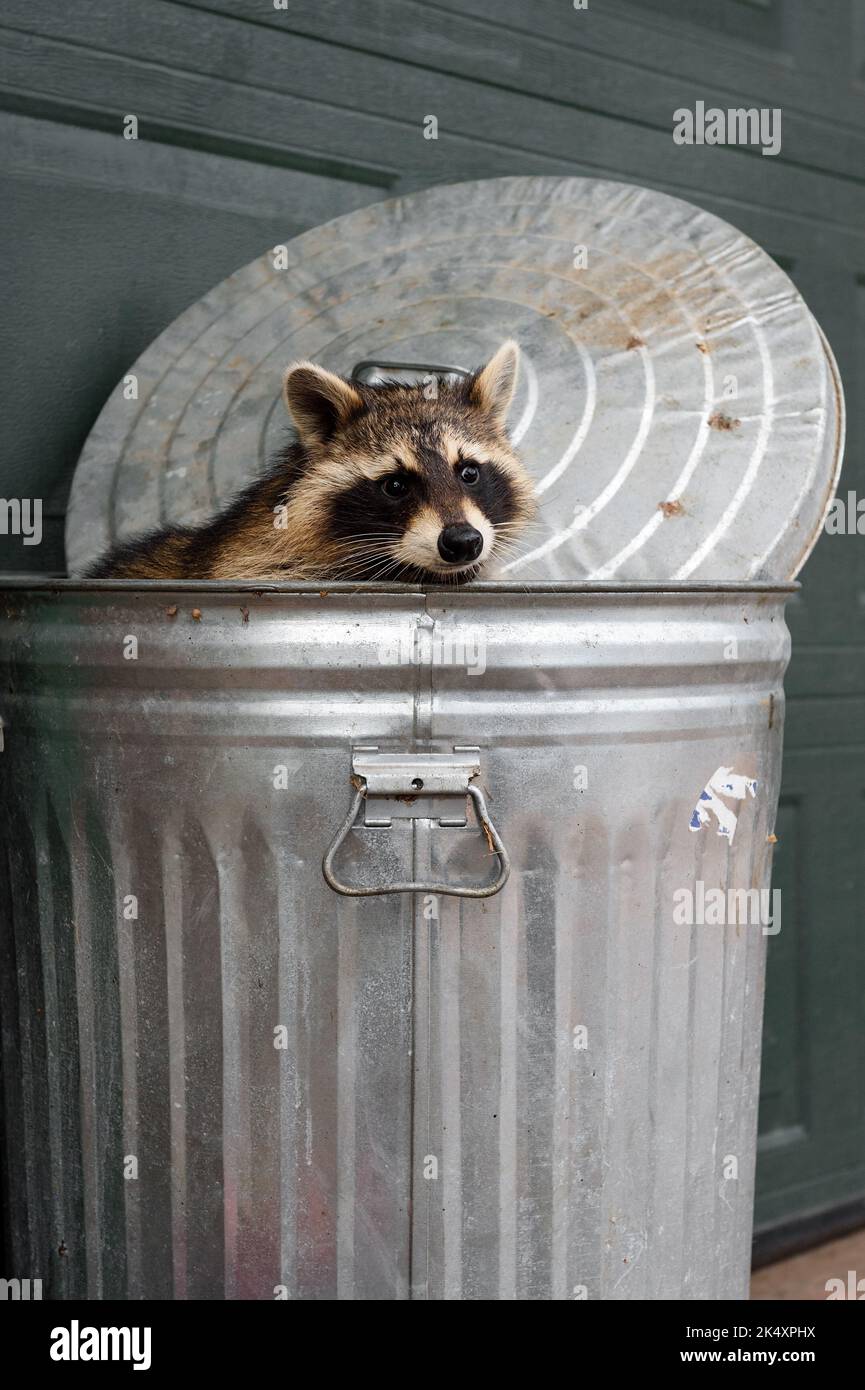 Waschbär (Procyon lotor) schaut aus dem Papierkorb Deckel hinter Herbst - Gefangener Tier Stockfoto