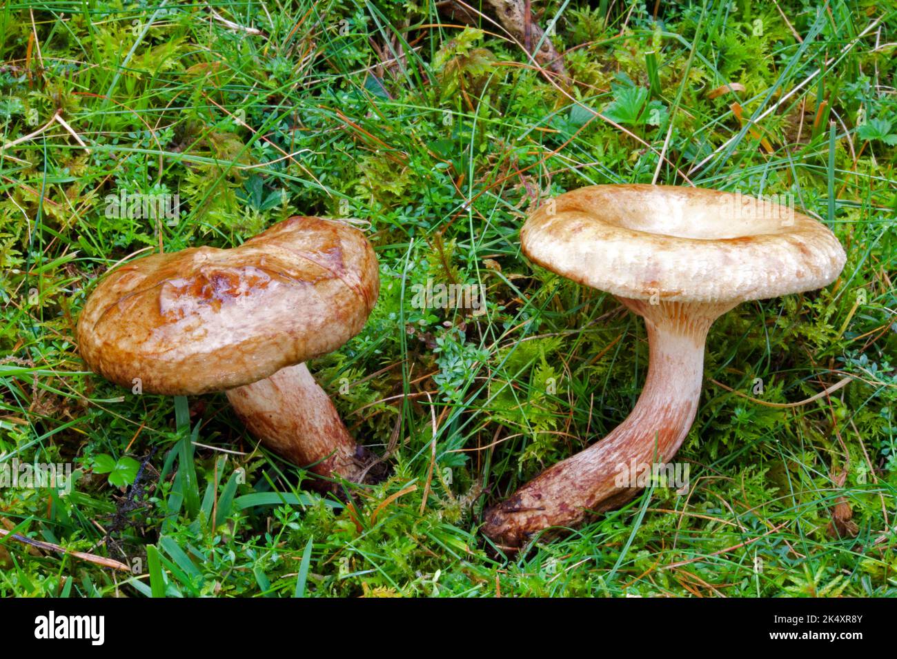 Paxillus involutus (brauner Waldrand) ist weit verbreitet auf der nördlichen Hemille und häufig in Laub- und Nadelwäldern zu finden. Stockfoto