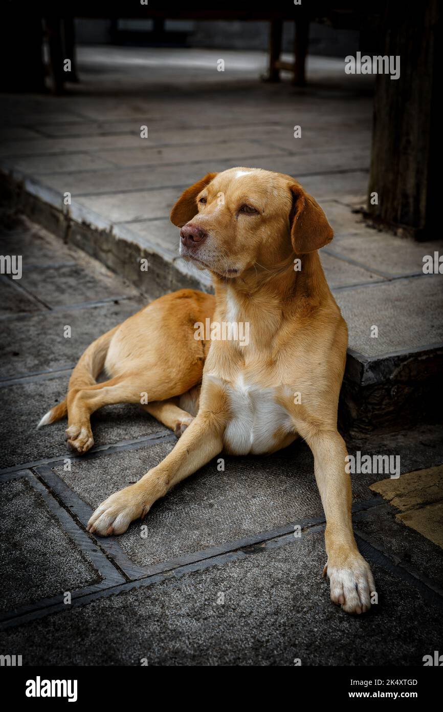 Gelber unschuldiger junger Hund, der den Besitzer traurig ansieht Stockfoto