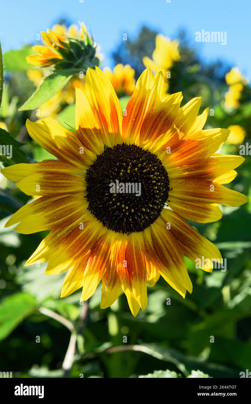 Gesicht der mehrfarbigen Sonnenblume - Sommer Stockfoto