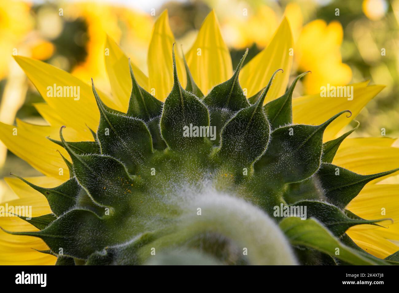 Rückseite der Sonnenblume - Sommer Stockfoto