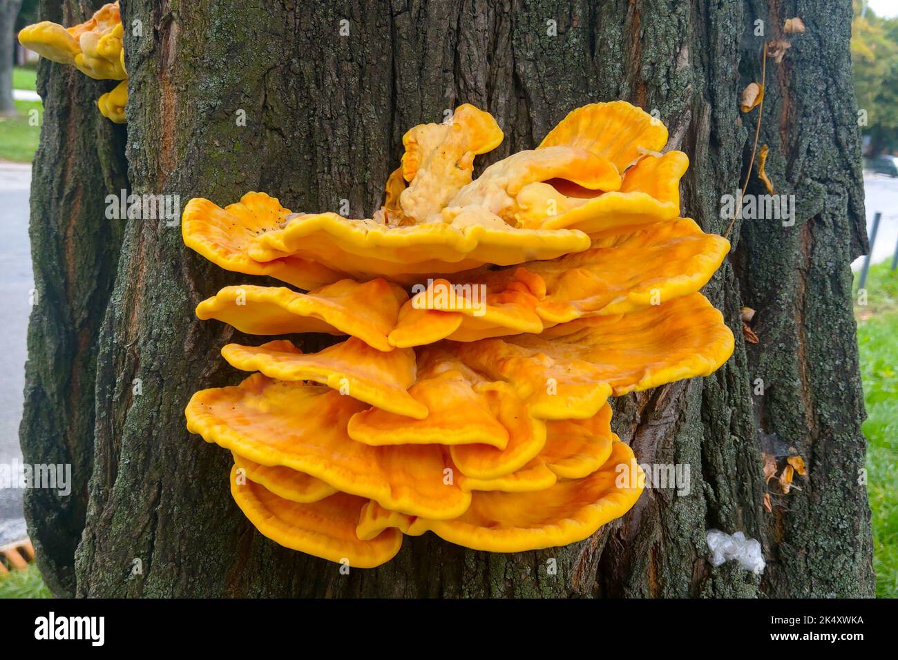 Eine Nahaufnahme von Pilzen, die auf einem Baumstamm wachsen Stockfoto