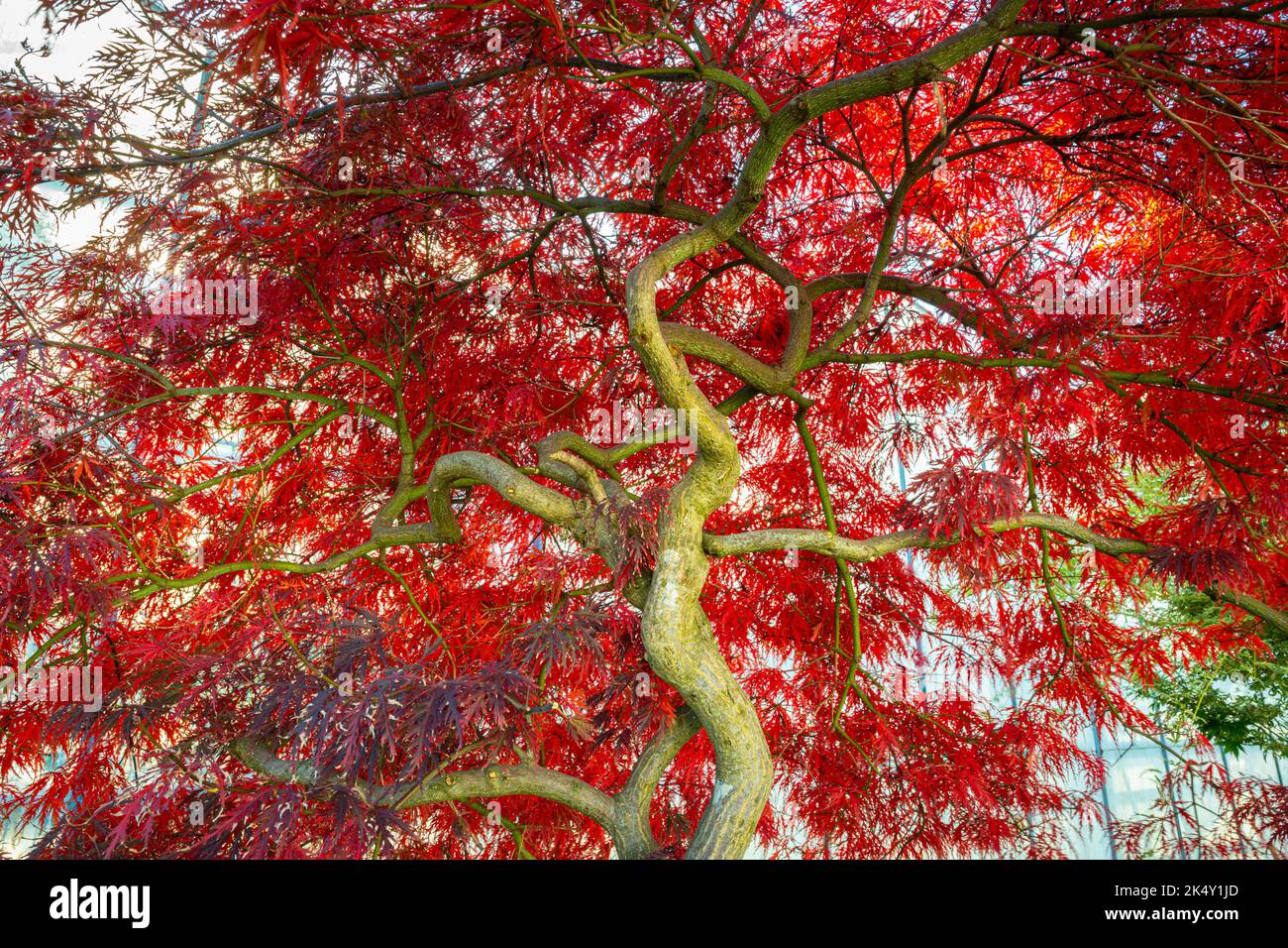 Dramatischer Blick auf einen leuchtend rot-blättrigen japanischen Ahornbaum (Acer palmatum 'Atropurpureum') Stockfoto