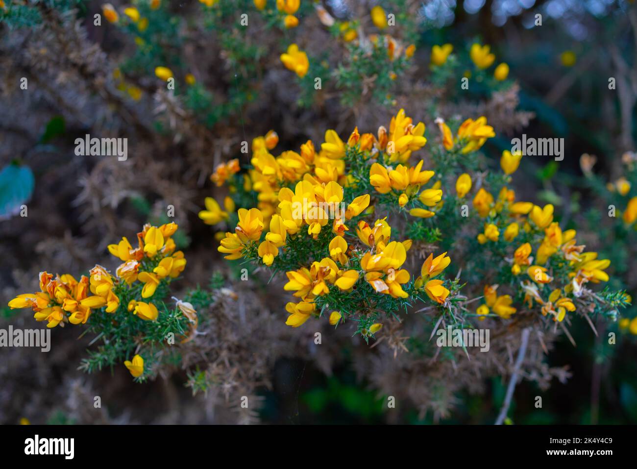 Eine Nahaufnahme eines Buschs von Gorse-Blumen Stockfoto