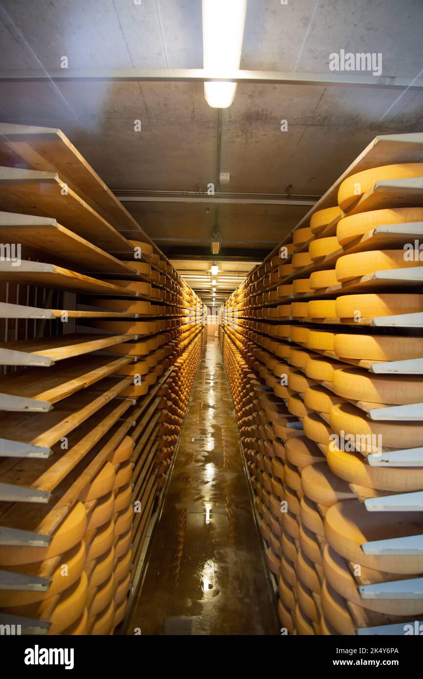 Racks gefüllt mit Runden Gruyères Käse in Gruyères, Schweiz von der Werkstour Stockfoto