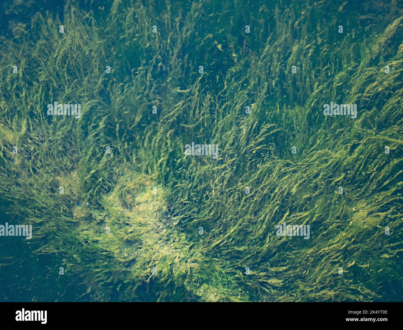 Unterwassersteine, die von grünen Algen bedeckt sind. Ruhiges Wasser. Stockfoto