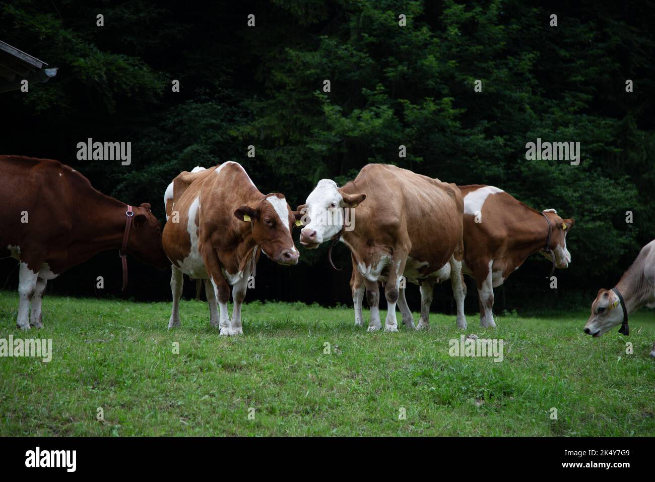Kühe auf den Bergen vor Lauterbrunnen, Schweiz Stockfoto
