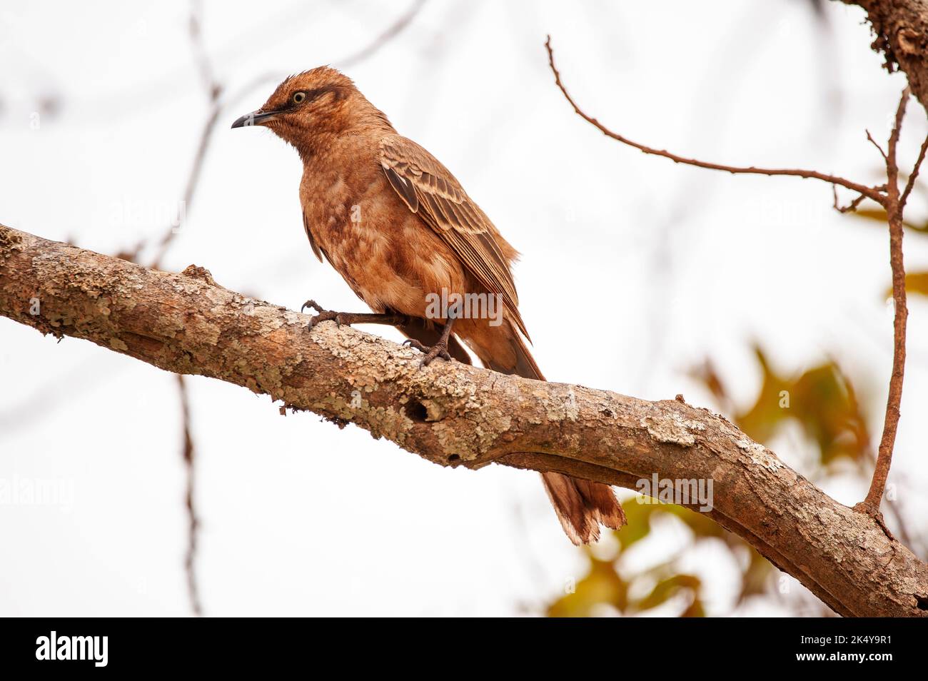Sabiá-do-campo oder Mockingbird (Mimus saturninus) ist ein kleiner Vogel aus der Familie Passeriformes ordem und Mimidae, Serra da Canastra, Minas Gerais, Brasilien Stockfoto