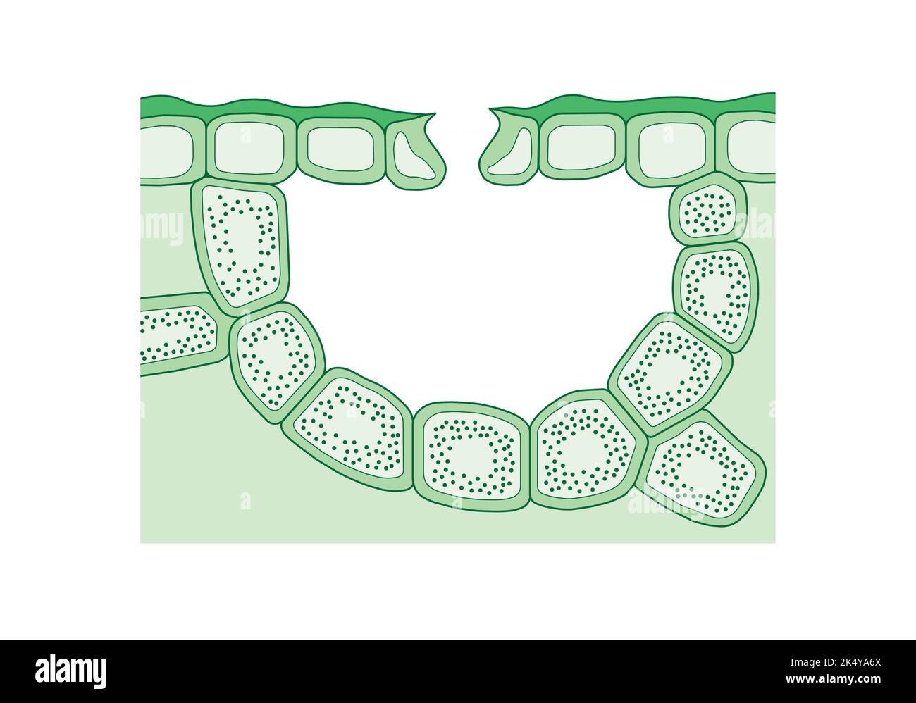 Wissenschaftliche Gestaltung des Stomata-Querschnitts. Bunte Symbole. Vektorgrafik. Stock Vektor