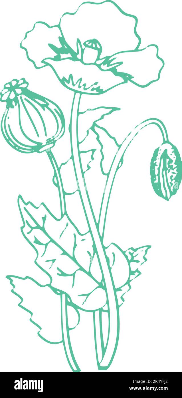 Poppy Blume Zeichnung. Wachsende Pflanze botanische Illustration Stock Vektor