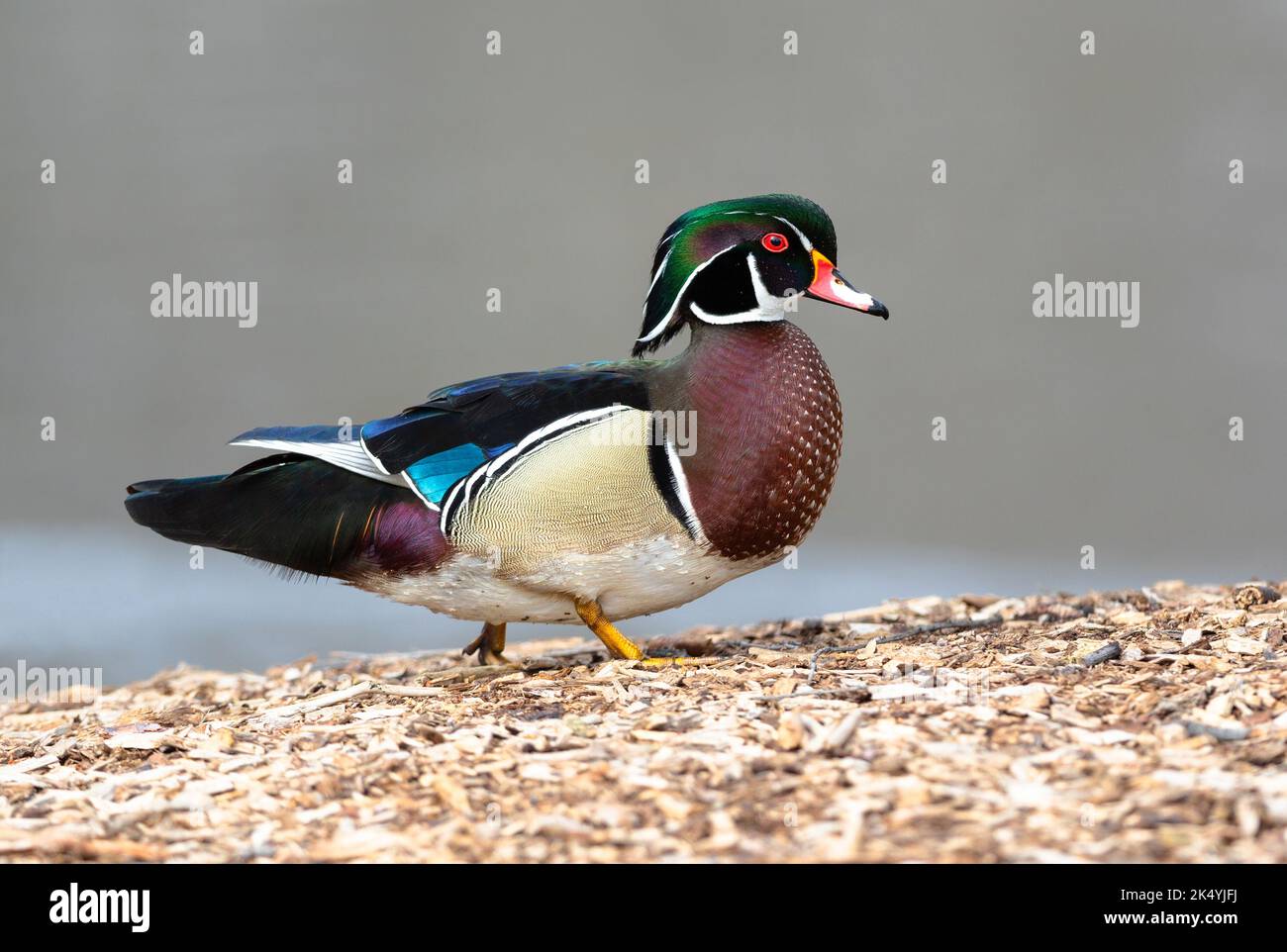 Eine Holzente, die einen Hügel voller Holzhackschnitzel in einem Park mit einem neutralen See im Hintergrund hinaufgeht. Stockfoto