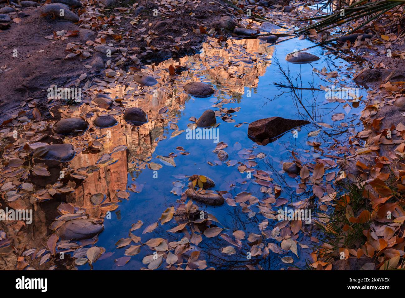 Klippen, die sich im Herbst in einem Pool spiegeln, Zion-Nationalpark, Utah Stockfoto