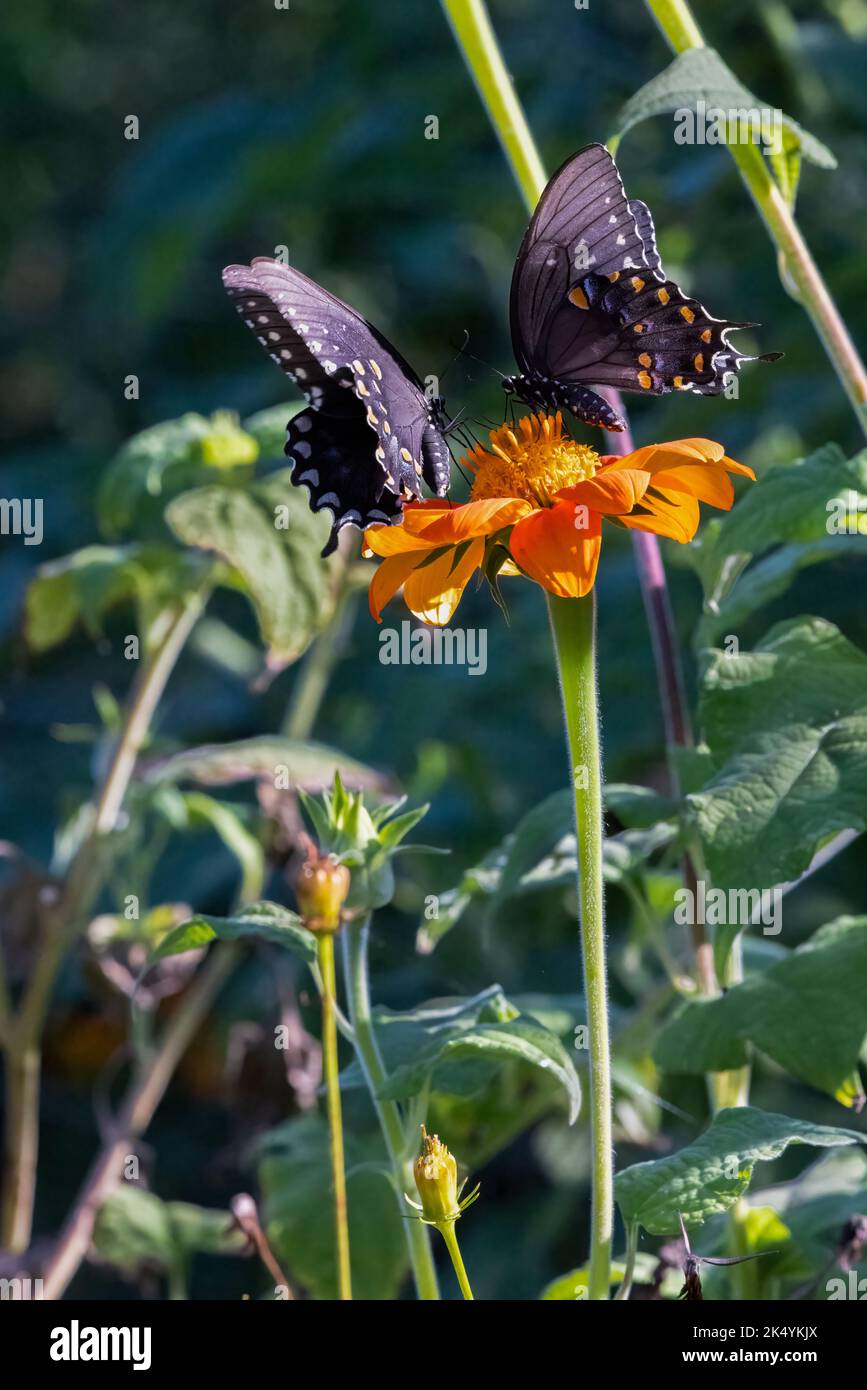 Symbiotische Beziehung von zwei Gewürzbusschwalbenschwänzen (Papilio troilus) auf mexikanischer Sonnenblume (Tithonia rotundifolia), Delaware Botanic Gardens Stockfoto