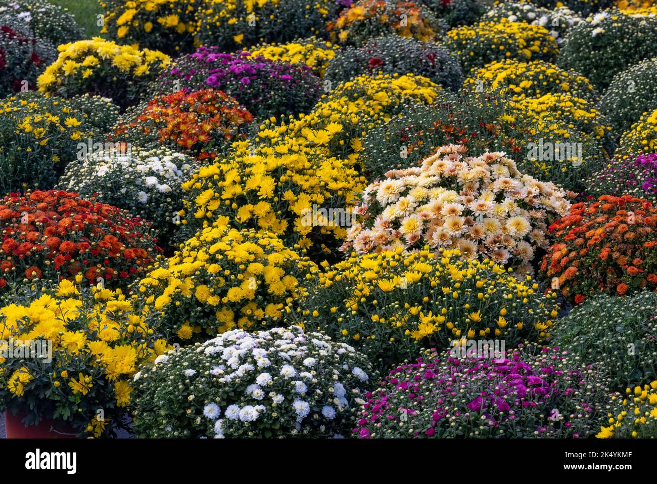 Farbenfrohe Mütter auf einem Bauernstand in Lancaster County, Pennsylvania Stockfoto