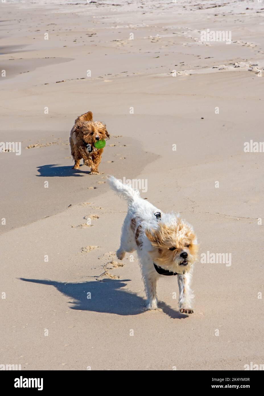 Zwei Hunde laufen am Strand. Ein Jack Russell Terrier-Kreuz und ein nasser Kavodle. Stockfoto