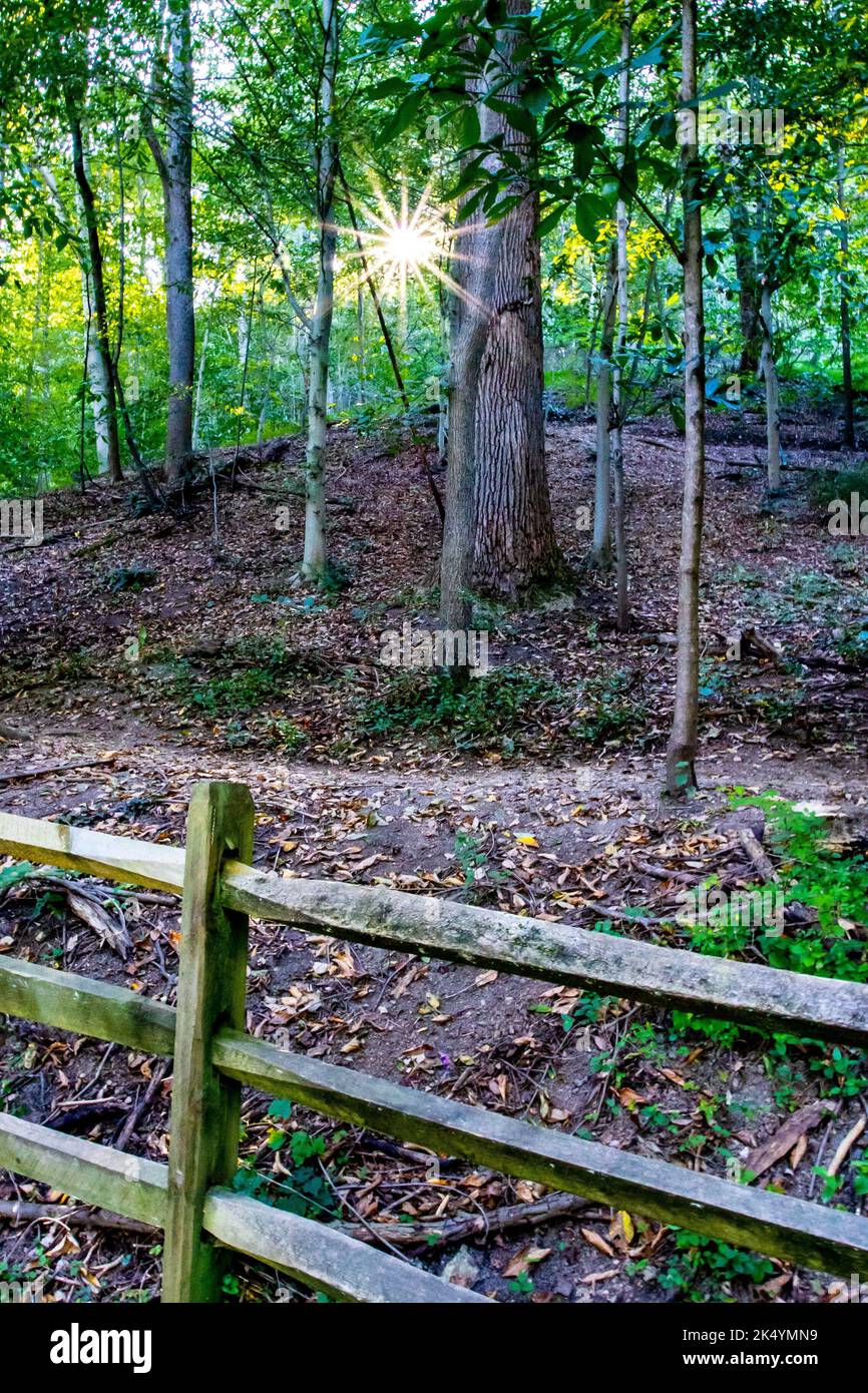 Eine vertikale Aufnahme einer hellen Sonne, die durch leuchtend grüne Blätter im Patuxent River State Park in Maryland scheint Stockfoto
