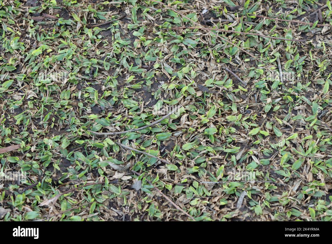 Grass Textur Stockfoto