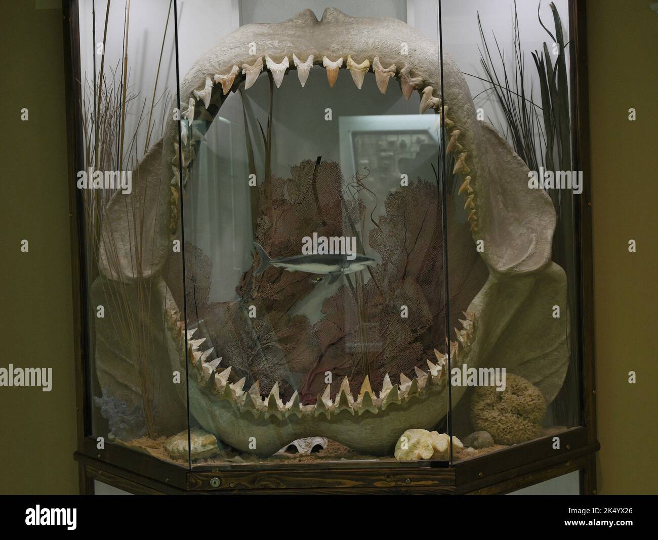 Uralte Haifischkiefer mit scharfen Zähnen. Stockfoto