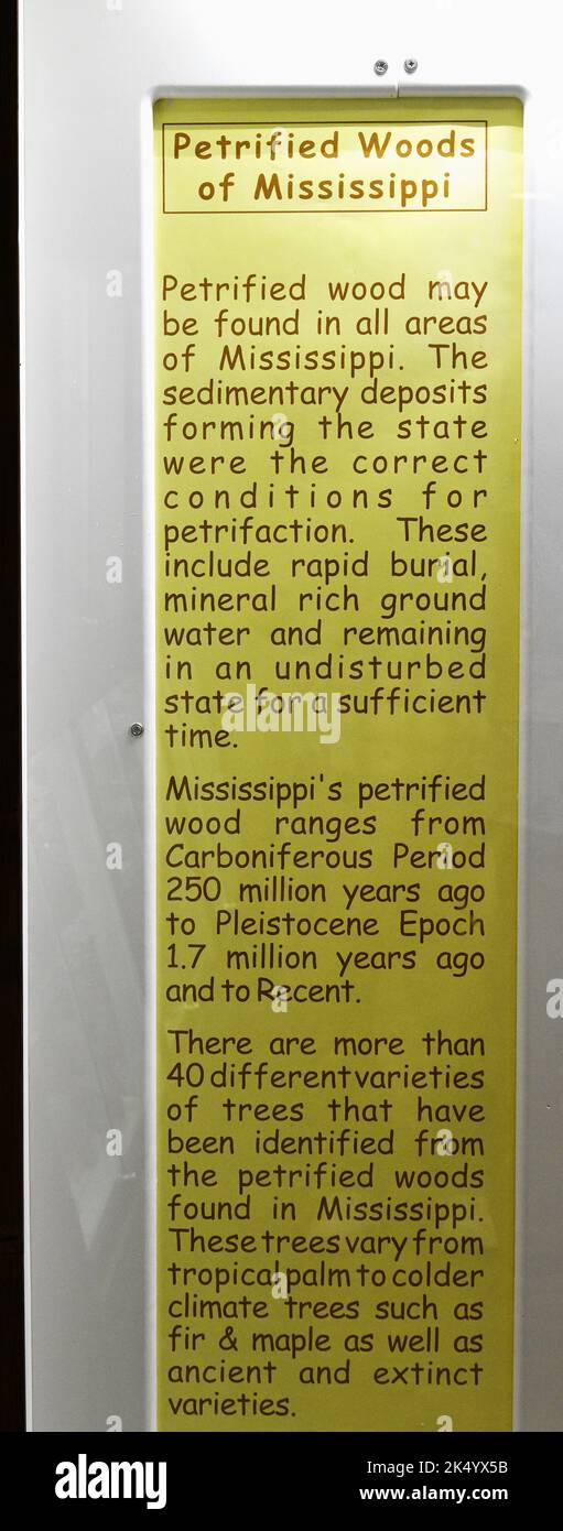 Versteinertes Holz im Petrified Forest in Flora, Mississippi. Stockfoto