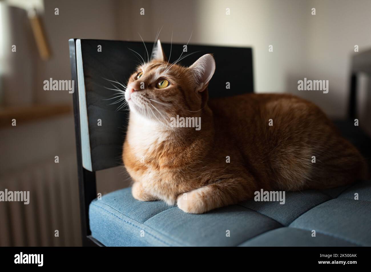 Eine Ingwerkatze sitzt auf einem Sessel in einem gemütlichen Haus und schaut auf den Besitzer. Hochwertige Fotos Stockfoto