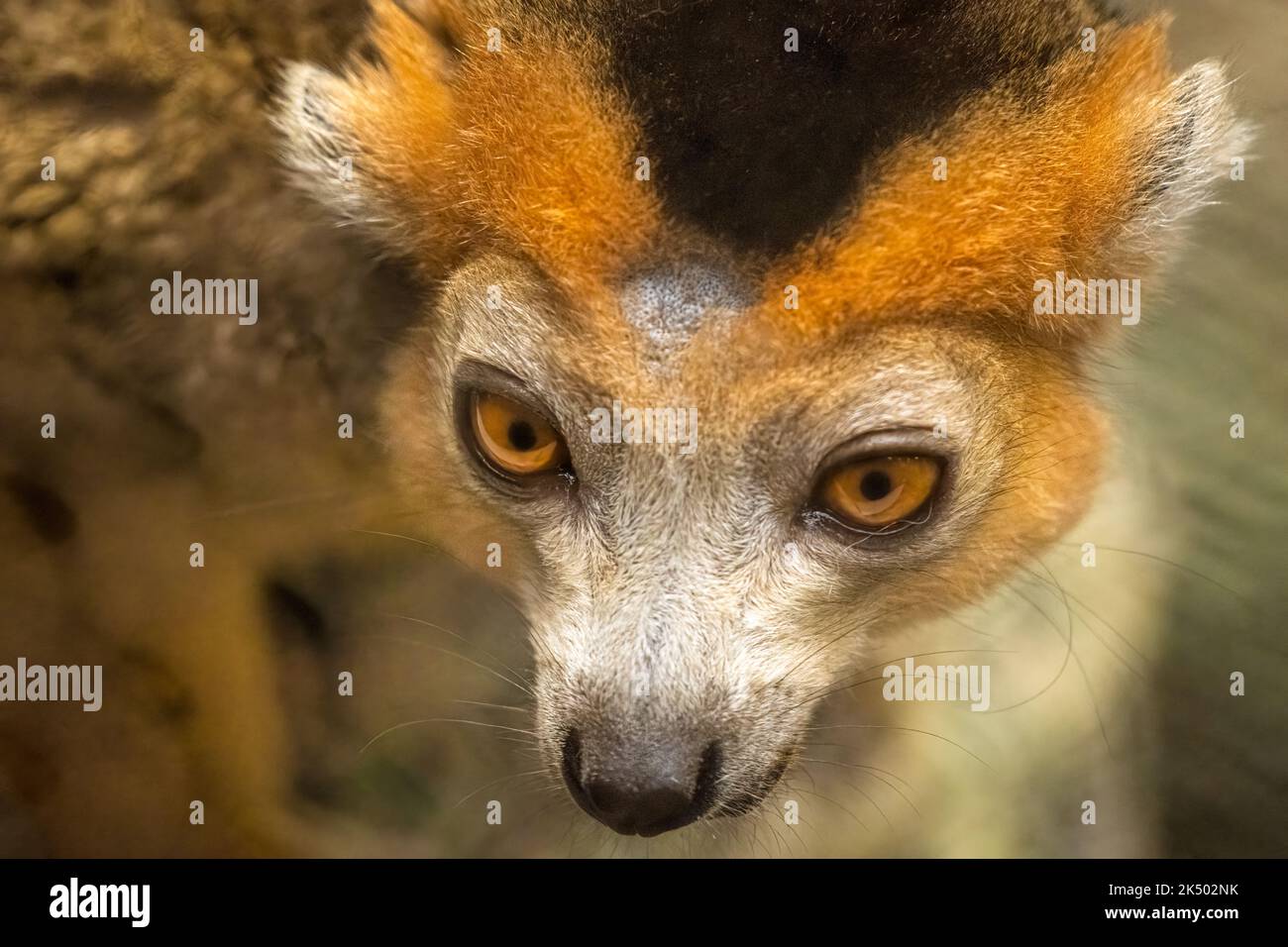 Männlicher Kronprinz Lemur (Eulemur coronatus) aus Madagaskar, einem Inselland vor der südostafrikanischen Küste, im Zoo Atlanta in Atlanta, Georgia. (USA) Stockfoto