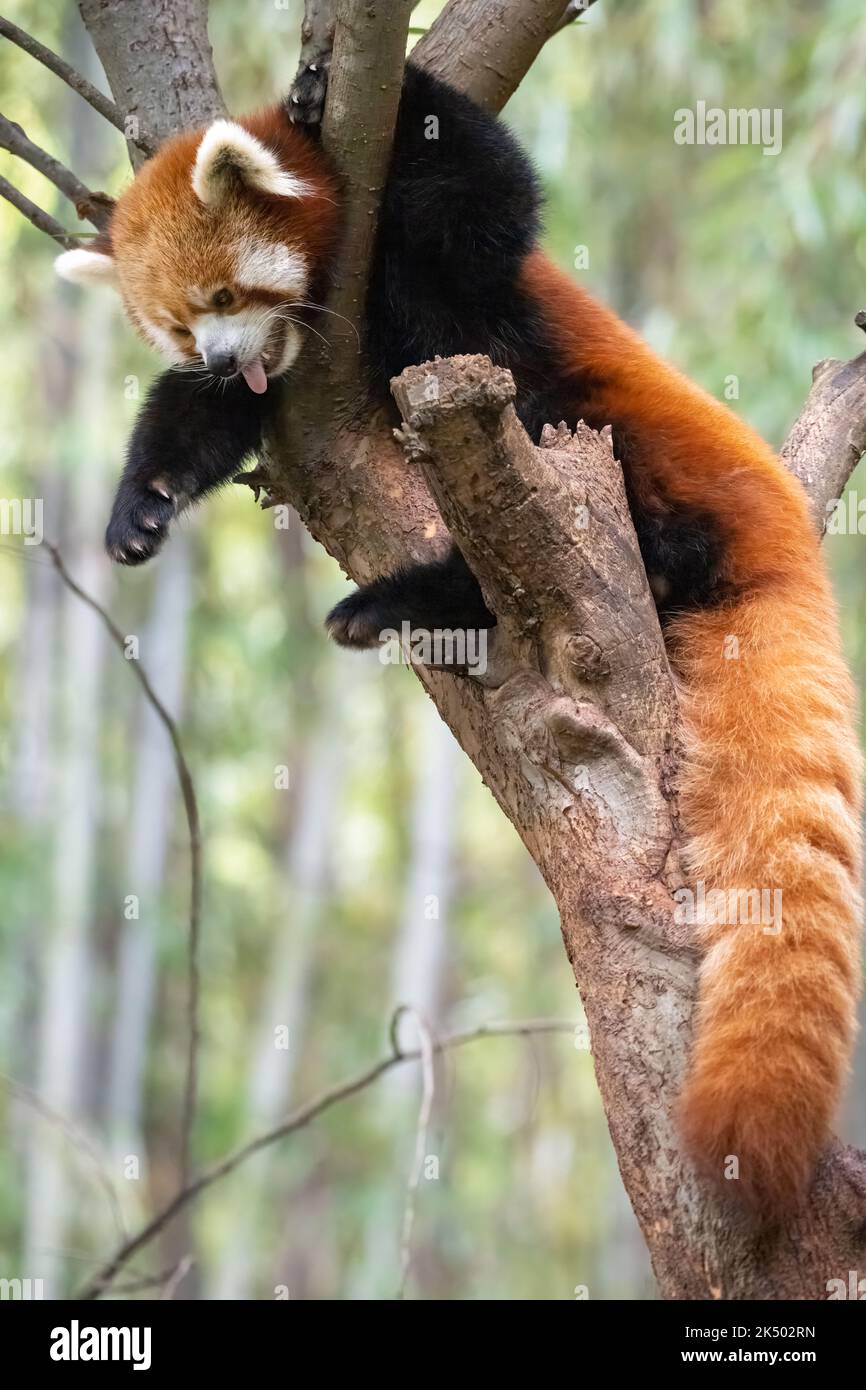 Red Panda (Ailurus fulgens refulgens) in einem Baum im Zoo Atlanta in der Nähe der Innenstadt von Atlanta, Georgia. (USA) Stockfoto