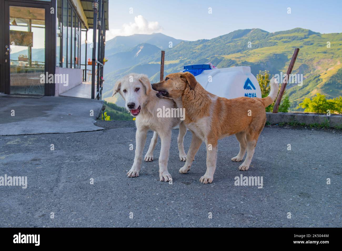 Zwei Hunde spielen in georgien miteinander Stockfoto