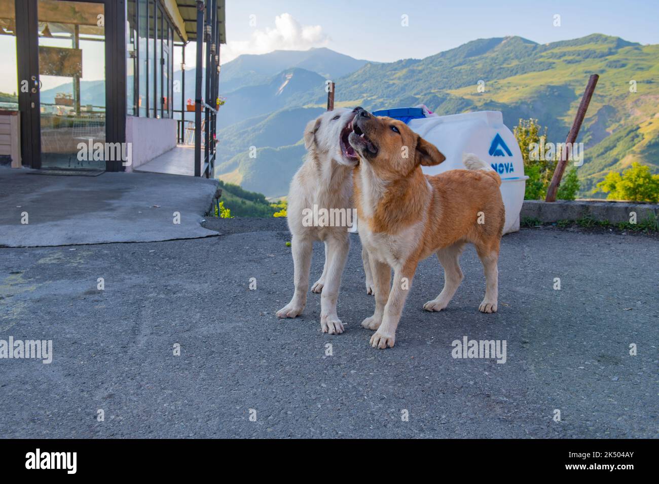 Lustige zwei Hunde spielen miteinander in georgien Stockfoto