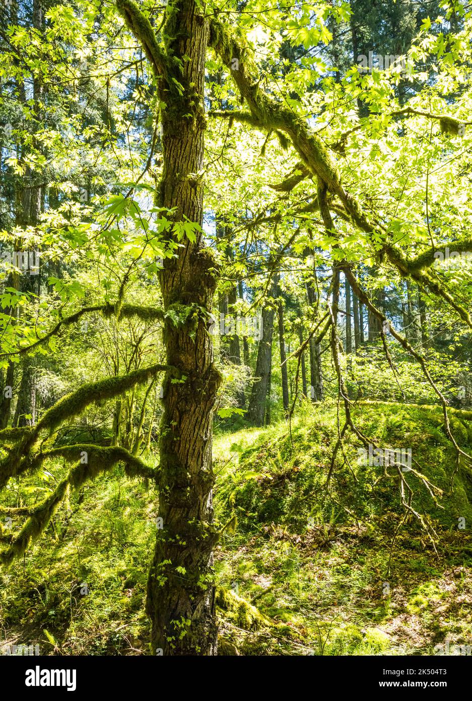 Ein Big Leaf Ahornbaum am Cascade Creek im Moran State Park. Stockfoto