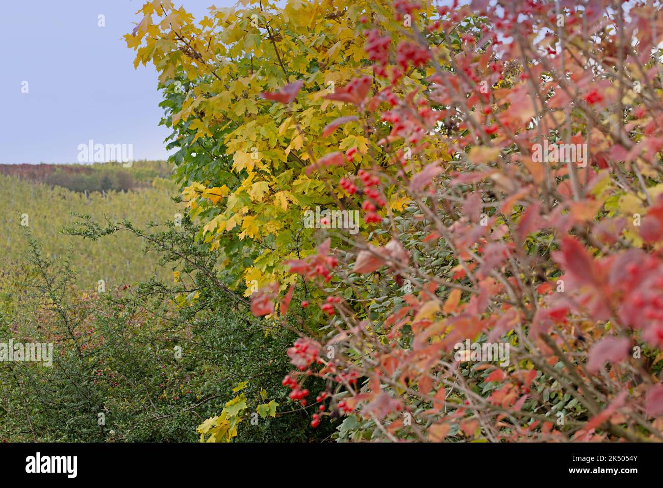 Sträucher und Bäume im Herbst - November Stockfoto