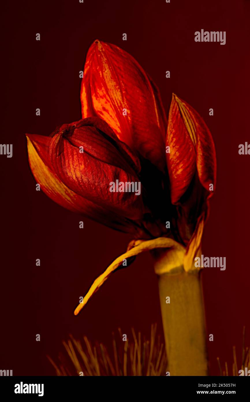 Amaryllis Einzelblüte Stockfoto