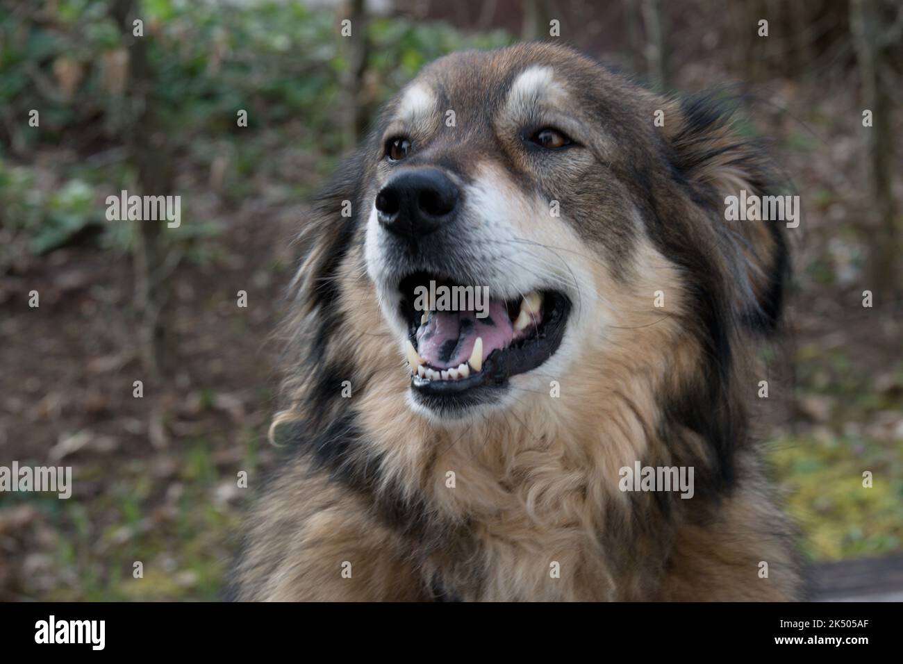Hund während eines Sparziergangs begnet Stockfoto